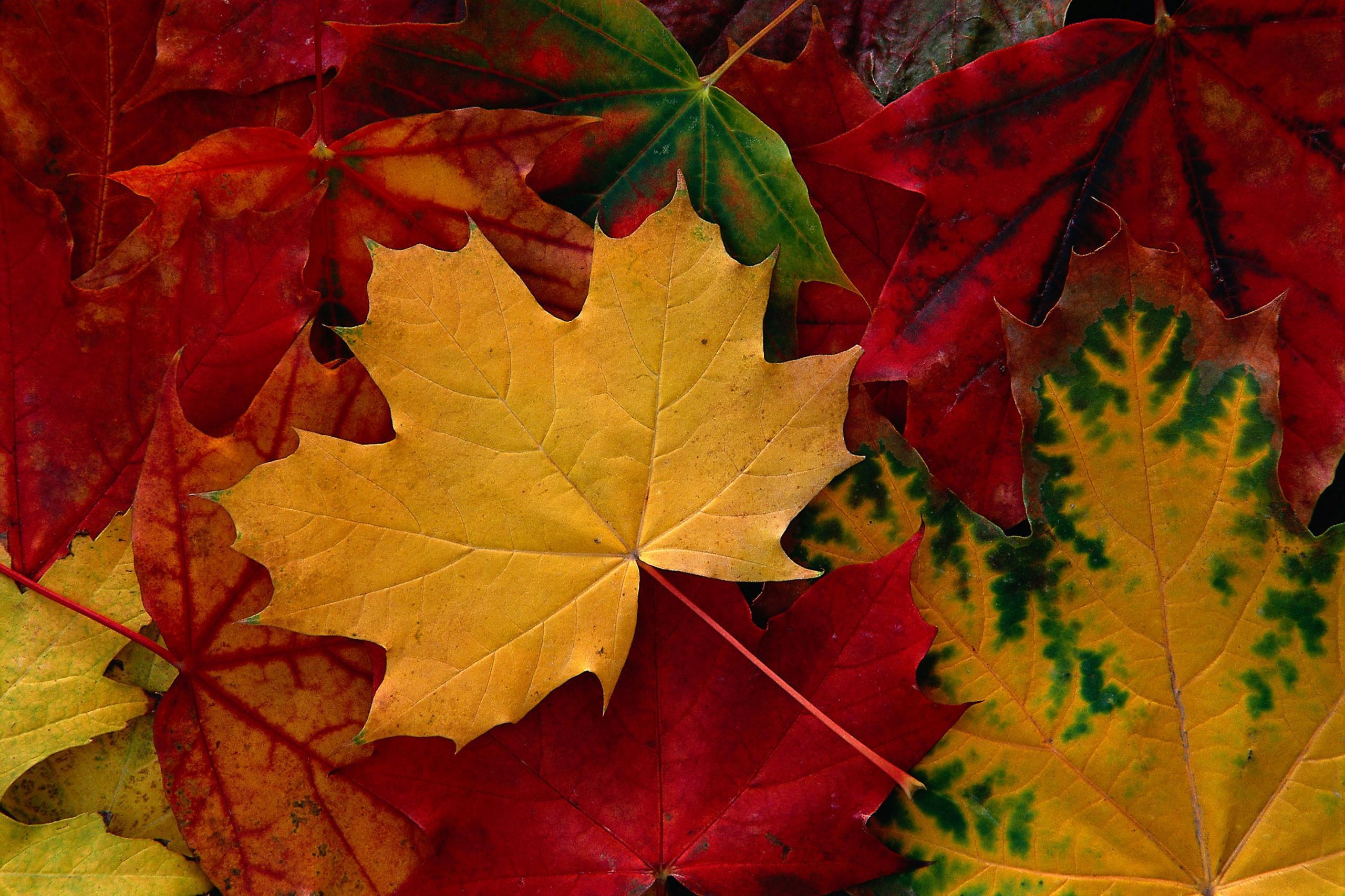 Autumn Leaves
